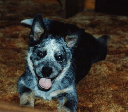 CH Briarmoor's Bootlegger CD -- AKA Chase as Puppy